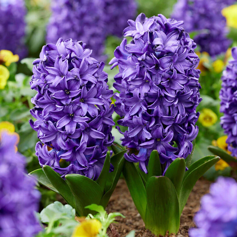 Mixed Color Hyacinth Seeds-chloriseeds