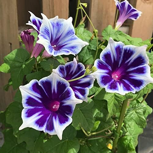 Blue Purple Morning Glory