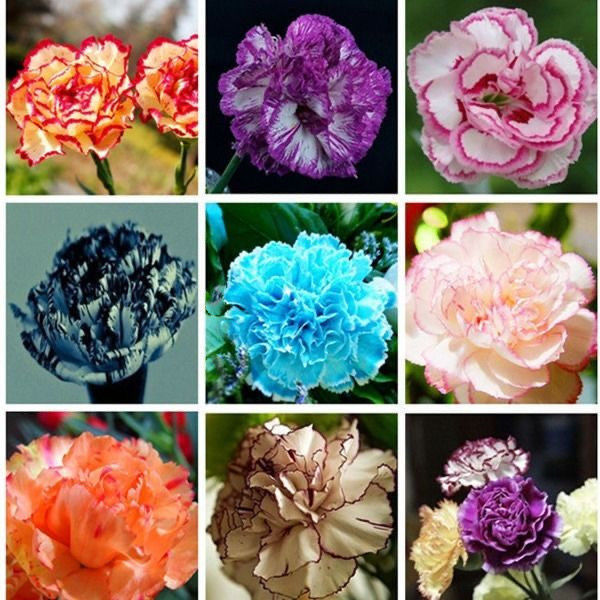 Carnation Chabaud Mix 10 Colors Dianthus Seeds