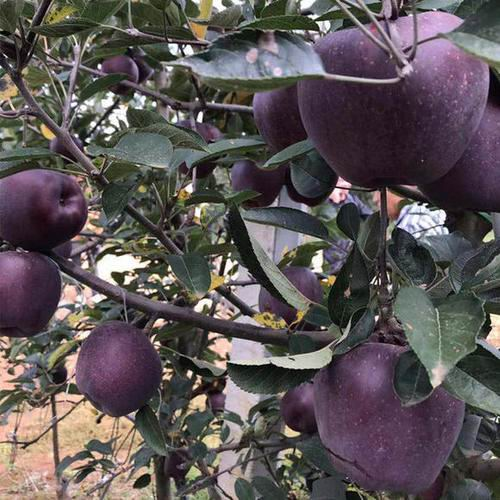 🍎Rare Black Diamond Apple Seeds
