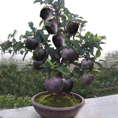 Rare Black Diamond Apple Seeds(🪴Buy 3 Get 1 Free🌿Can be planted in winter)