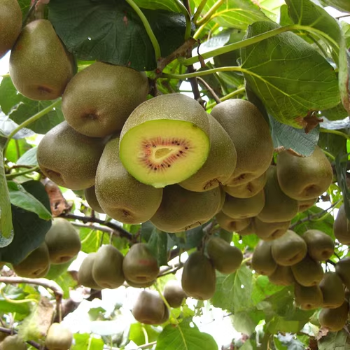 🥝❤️Red Heart Kiwi Seeds