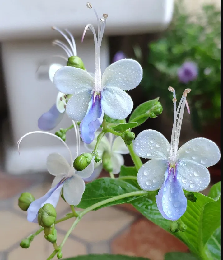 💙🦋Blue Butterfly Flower Seeds