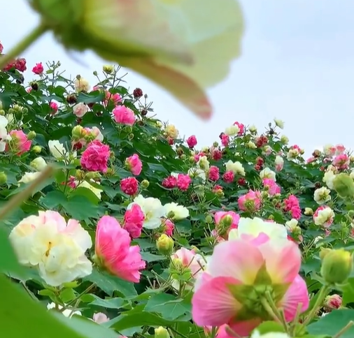 Tricolor Magic Garden Hibiscus