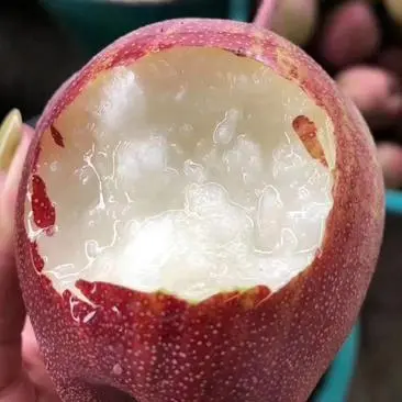 🌈Rainbow Pear Seeds