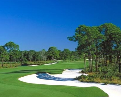 Bermuda Grass Seeds - The Perfect Lawn for a Beautiful, Low-Maintenance Garden! 🌿