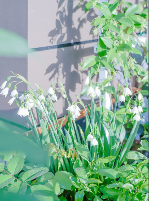 Snowdrop Haven🌼PureBeauty, Fresh Starts