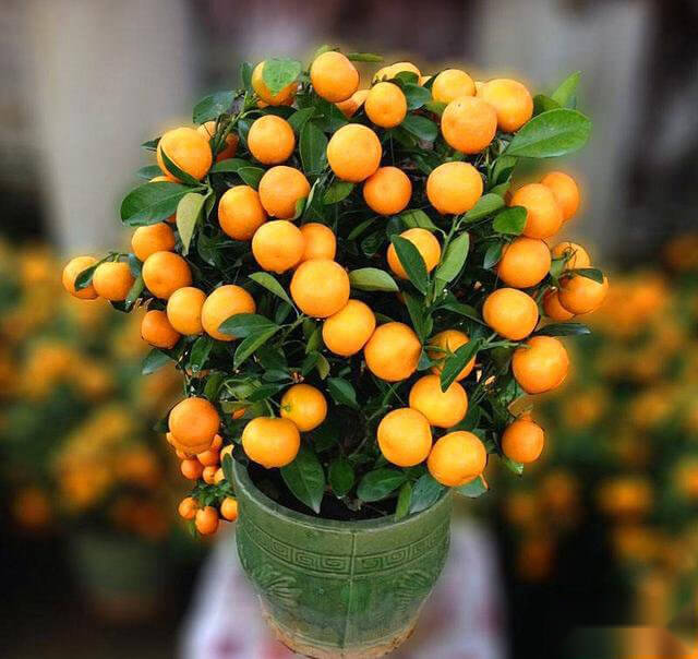 🍊Potted Sugar Tangerine Seeds