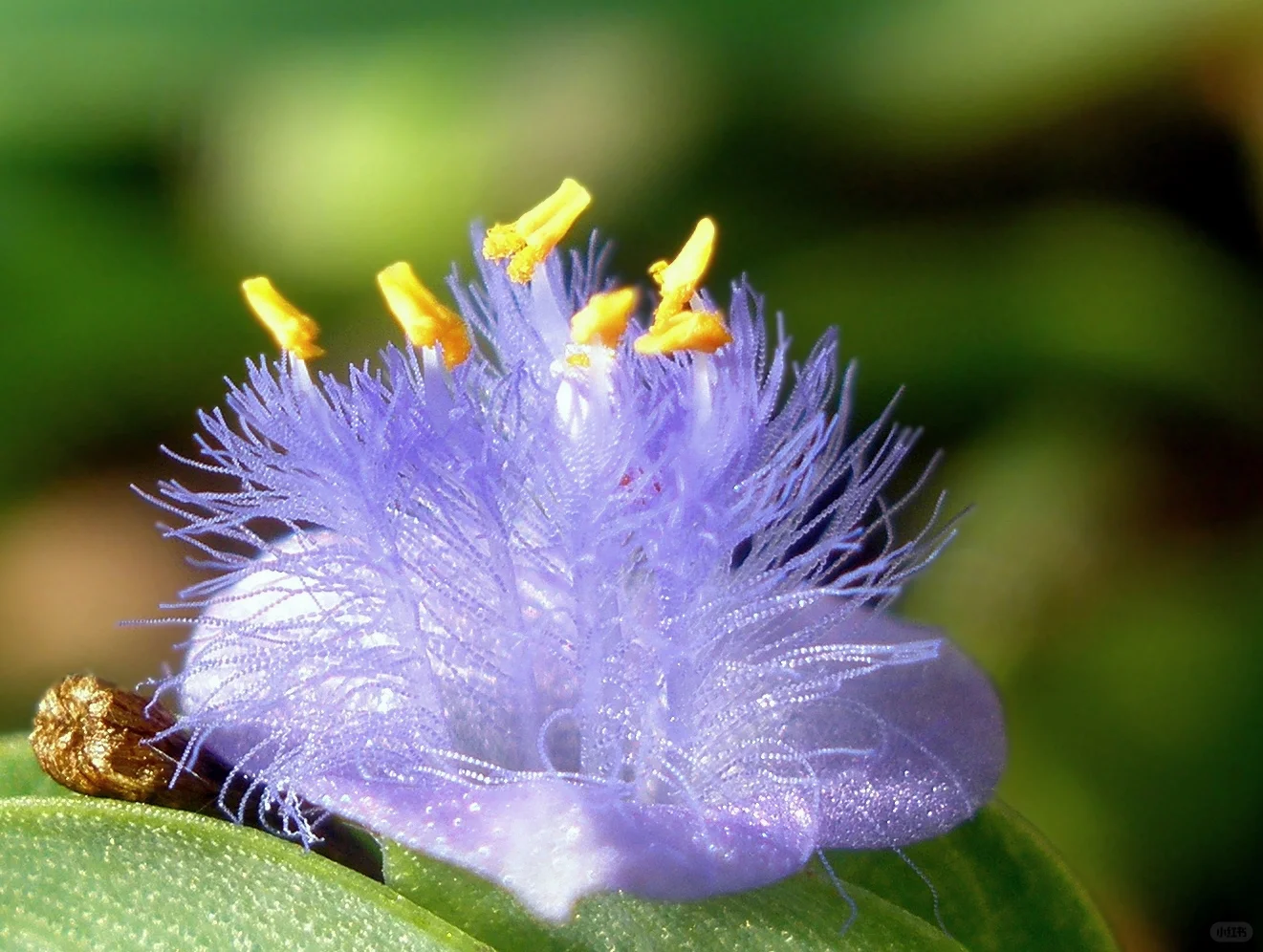 Cyanotis-Purple Blue Perennial Plants Flowers
