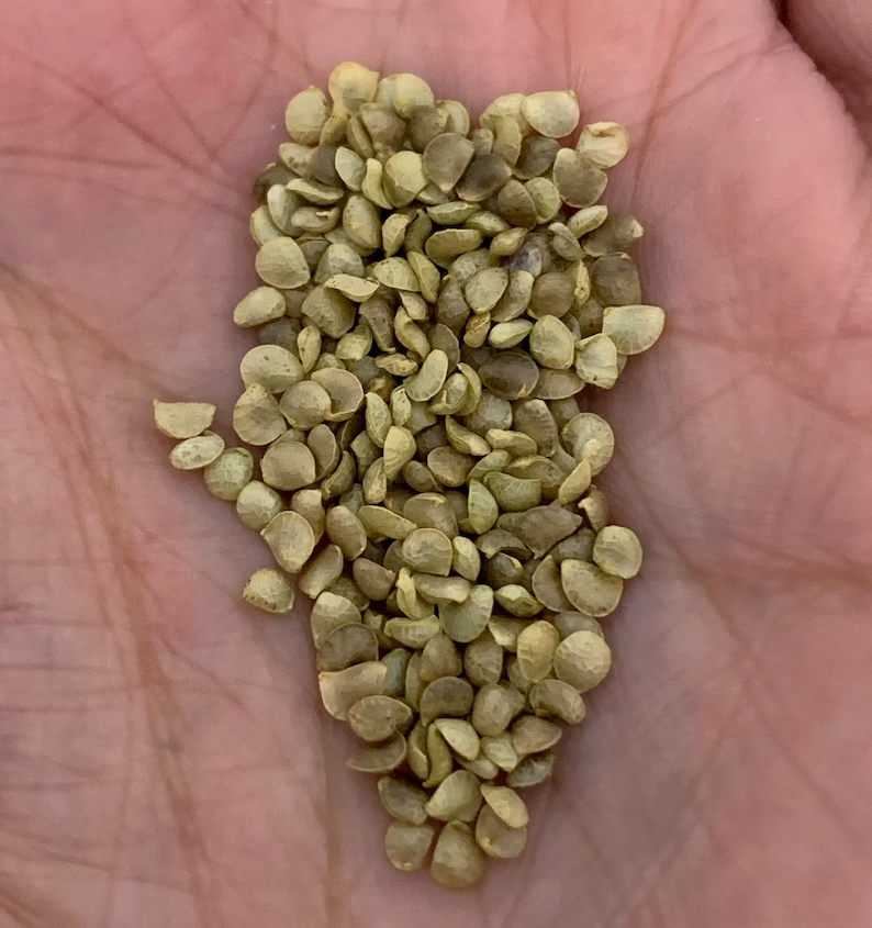 Spotted Bat Grass CHRISTIA VESPERTILIONIS Green Plant Potted Plants