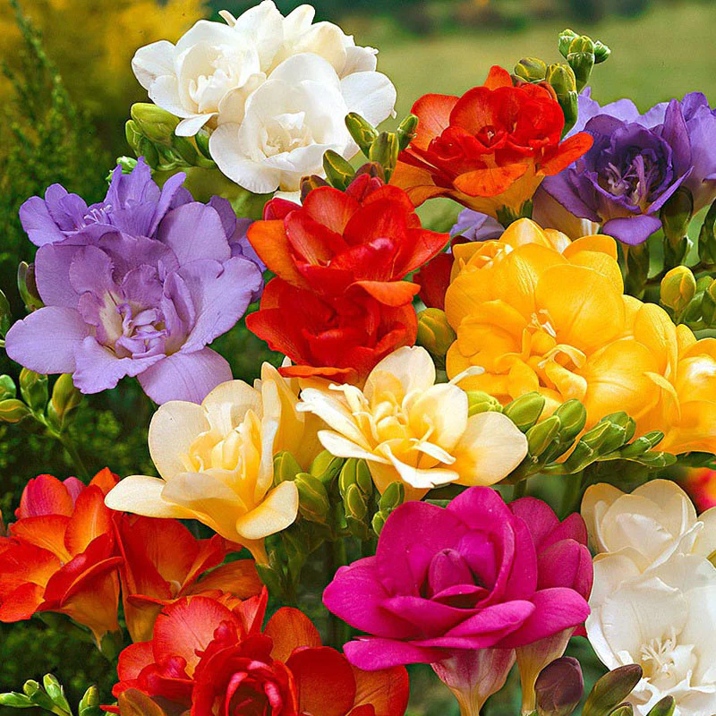 Freesia Bulbs - Mix colors