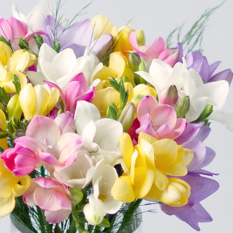 Freesia Bulbs - Mix colors