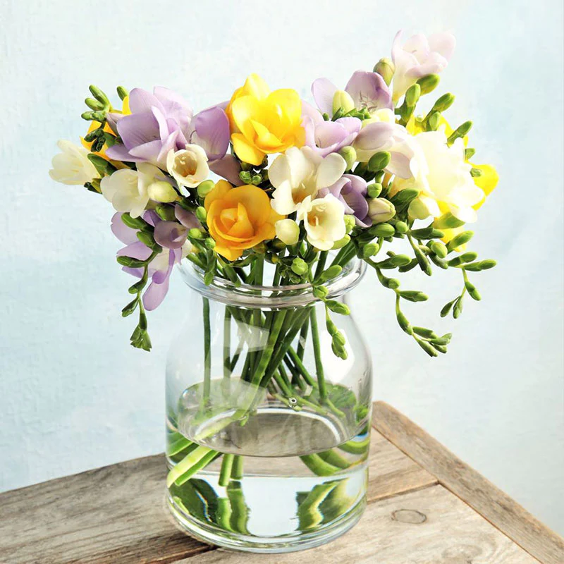 Freesia Bulbs - Mix colors