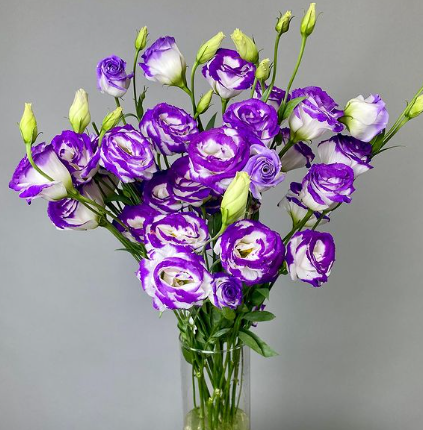 Mixed-Color Lisianthus