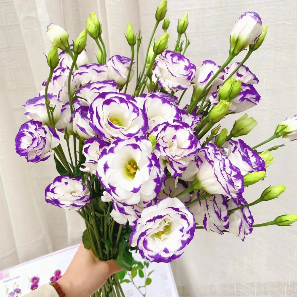 Mixed-Color Lisianthus