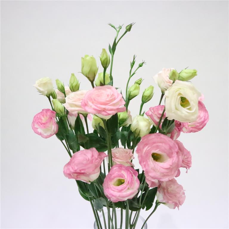 Mixed-Color Lisianthus