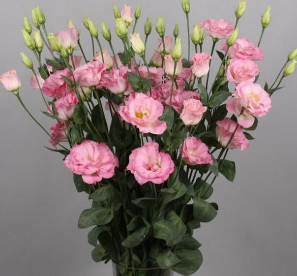 Mixed-Color Lisianthus
