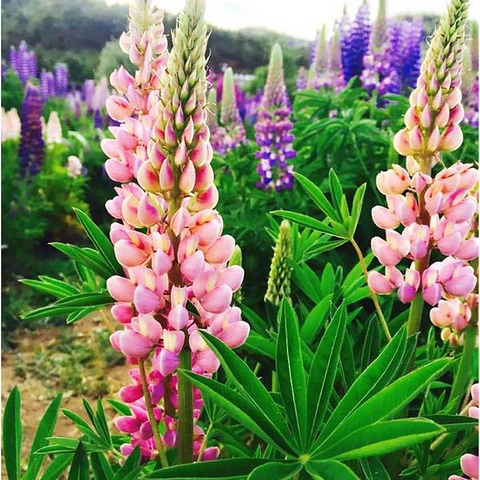 Wild Perennial Lupine Seeds for Planting - 100 SEEDS