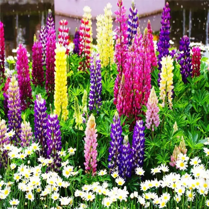 Wild Perennial Lupine Seeds for Planting - 100 SEEDS