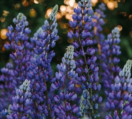 Wild Perennial Lupine Seeds for Planting - 100 SEEDS