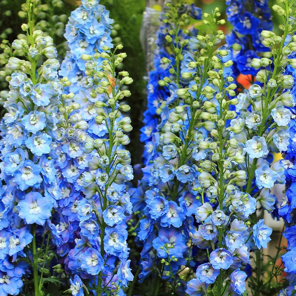 Delphinium Tall Showy Perennial Flower