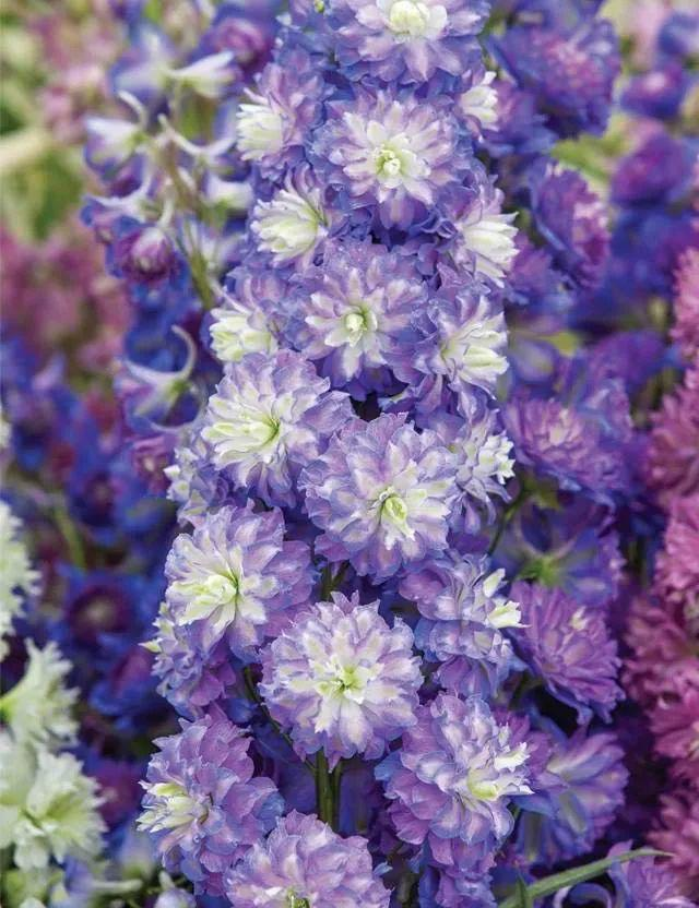 Delphinium Tall Showy Perennial Flower