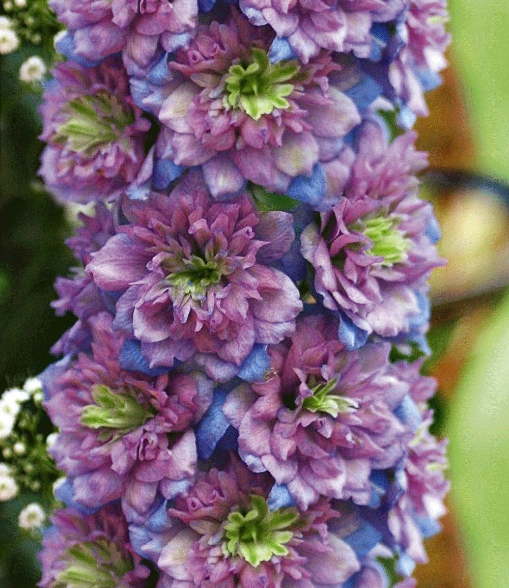 Delphinium Tall Showy Perennial Flower