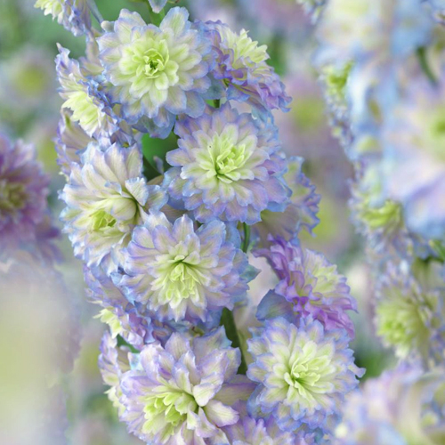 Delphinium Tall Showy Perennial Flower