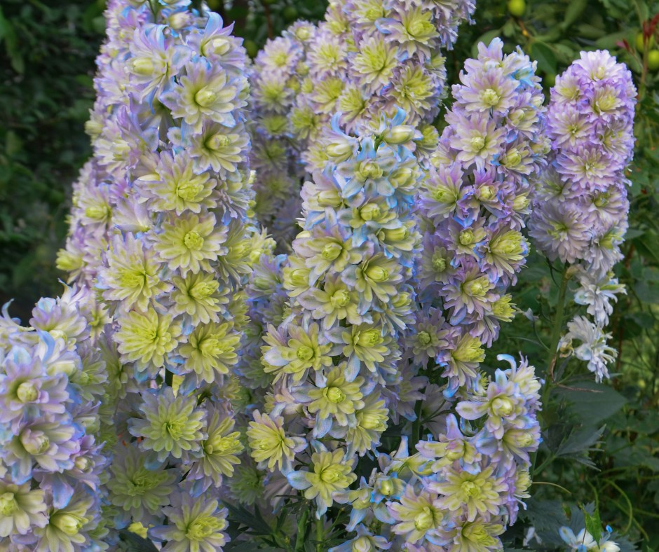 Delphinium Tall Showy Perennial Flower