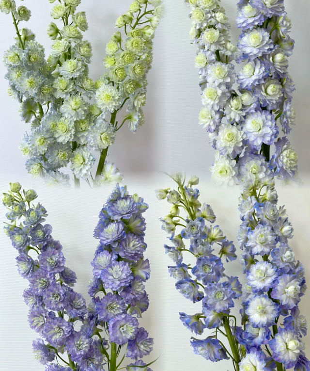 Double-Blossom Delphinium Tall Showy Perennial Flower