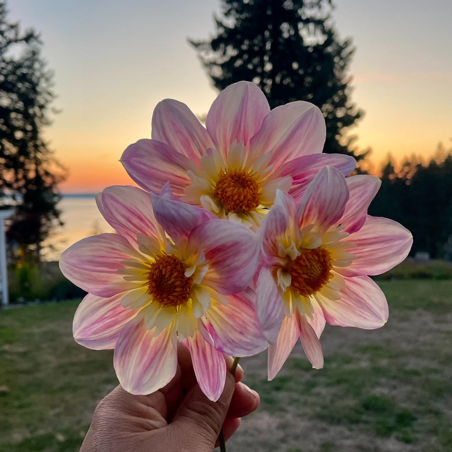 Dahlia 'April Heather' seeds