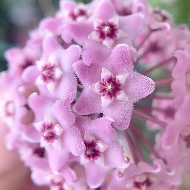 Hoya Seeds - Stars falling from the sky✨