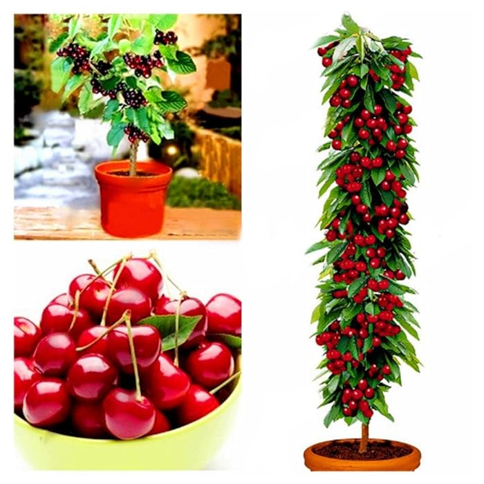 Rainier Cherry Fruit Seeds