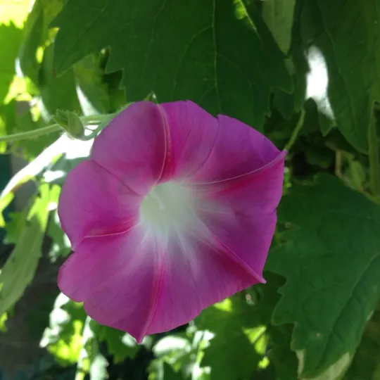 🔥Hot Selling🪴 Morning Glory Climbing Plants - 200 Seeds💥37%OFF