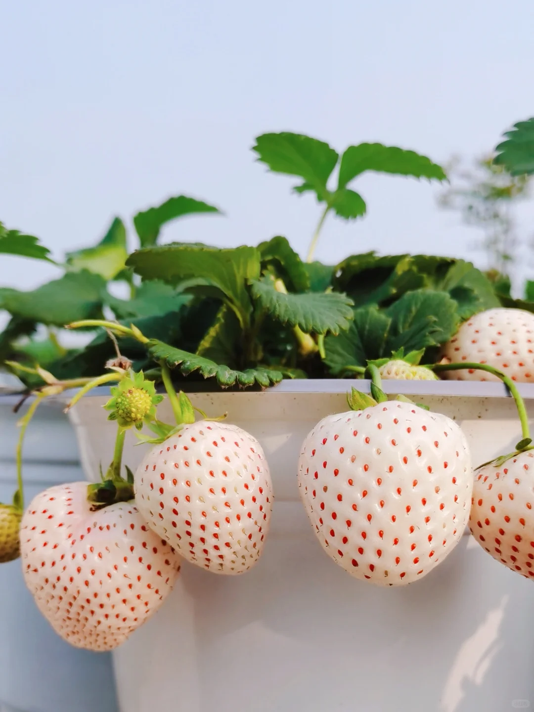 🪴Rare Strawberry Fruits Seeds🍓Various Strawberry