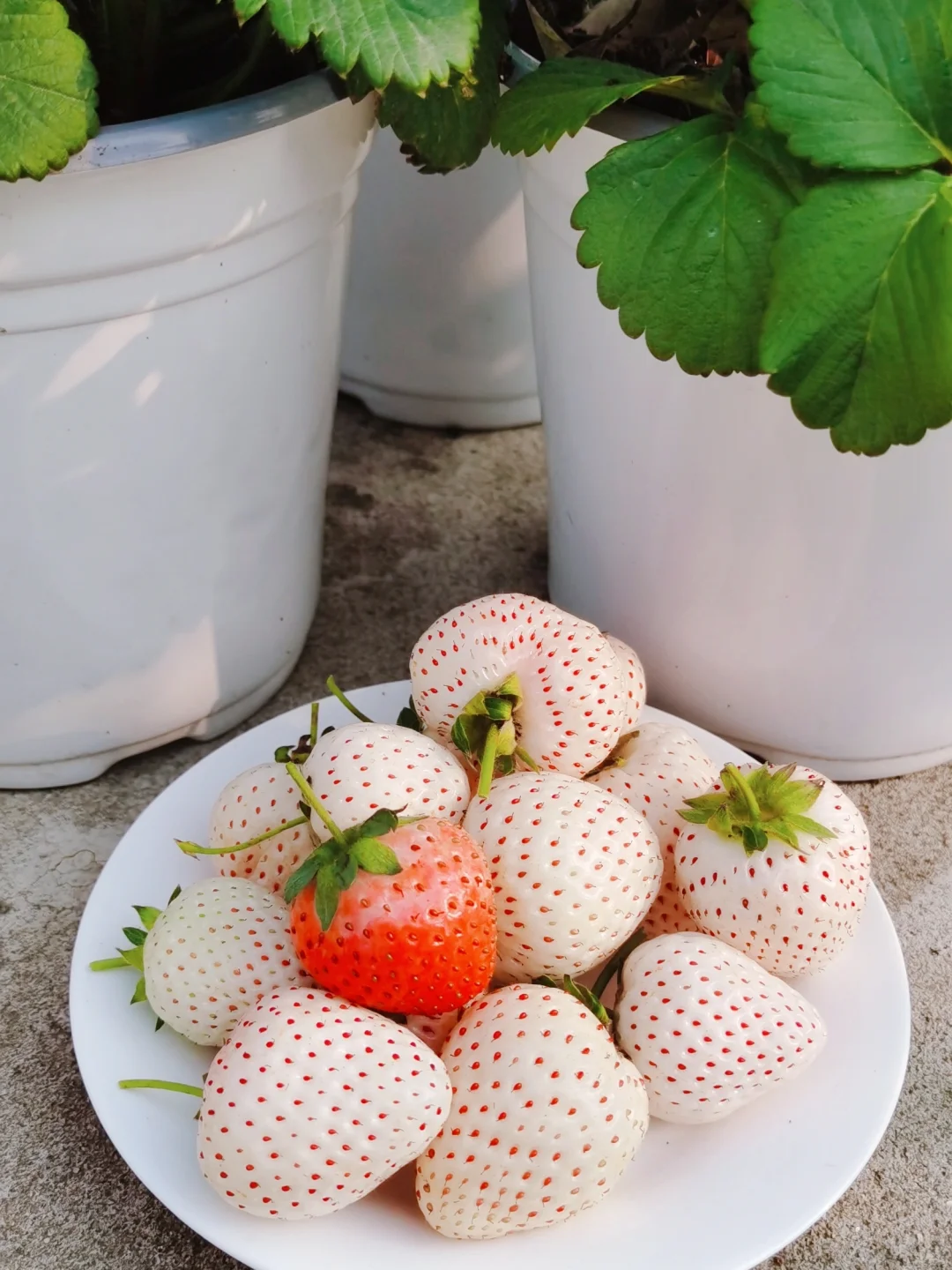 🪴Rare Strawberry Fruits Seeds🍓Various Strawberry