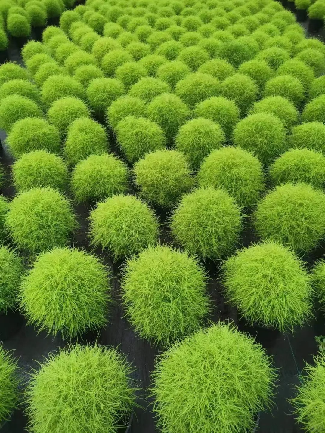 Bonsai Grass Broomsedge seeds 100 pcs hardy plants grass exotic ornamental seeds