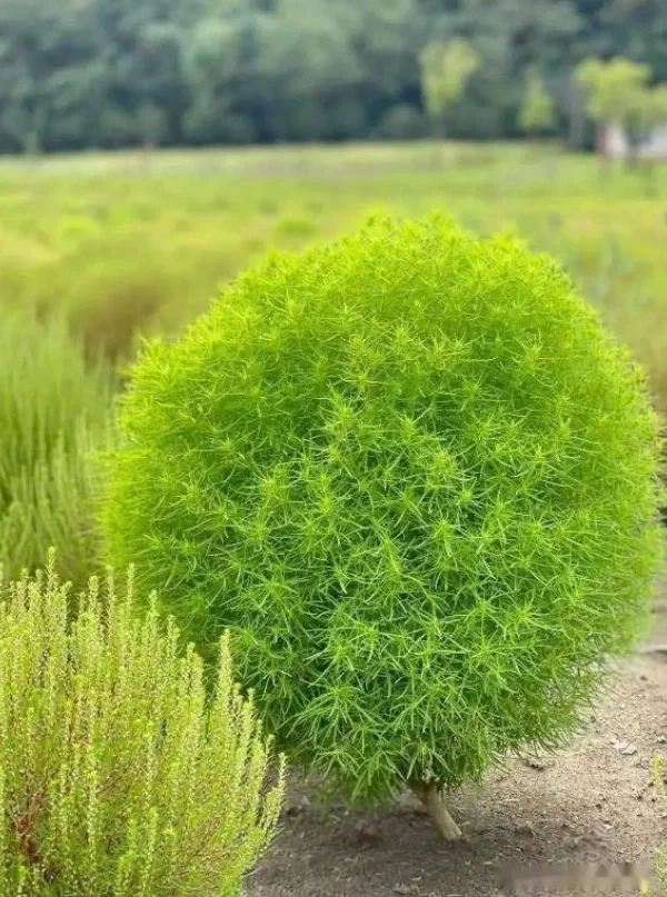 Bonsai Grass Broomsedge seeds 100 pcs hardy plants grass exotic orname