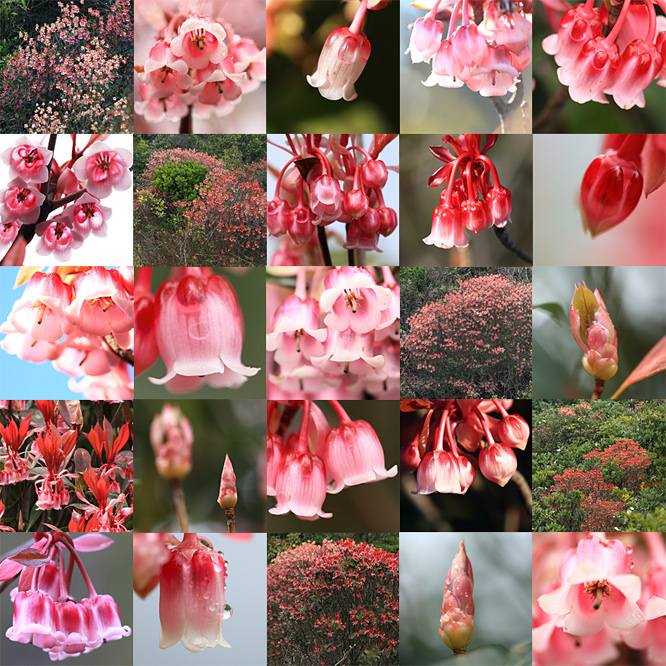 Tuberose Enkianthus Seeds