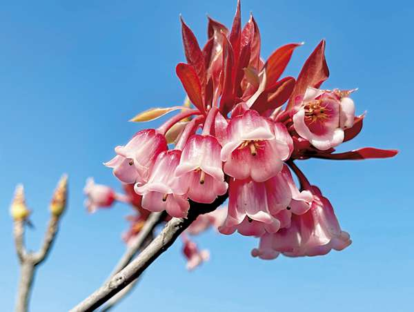 Tuberose Enkianthus Seeds
