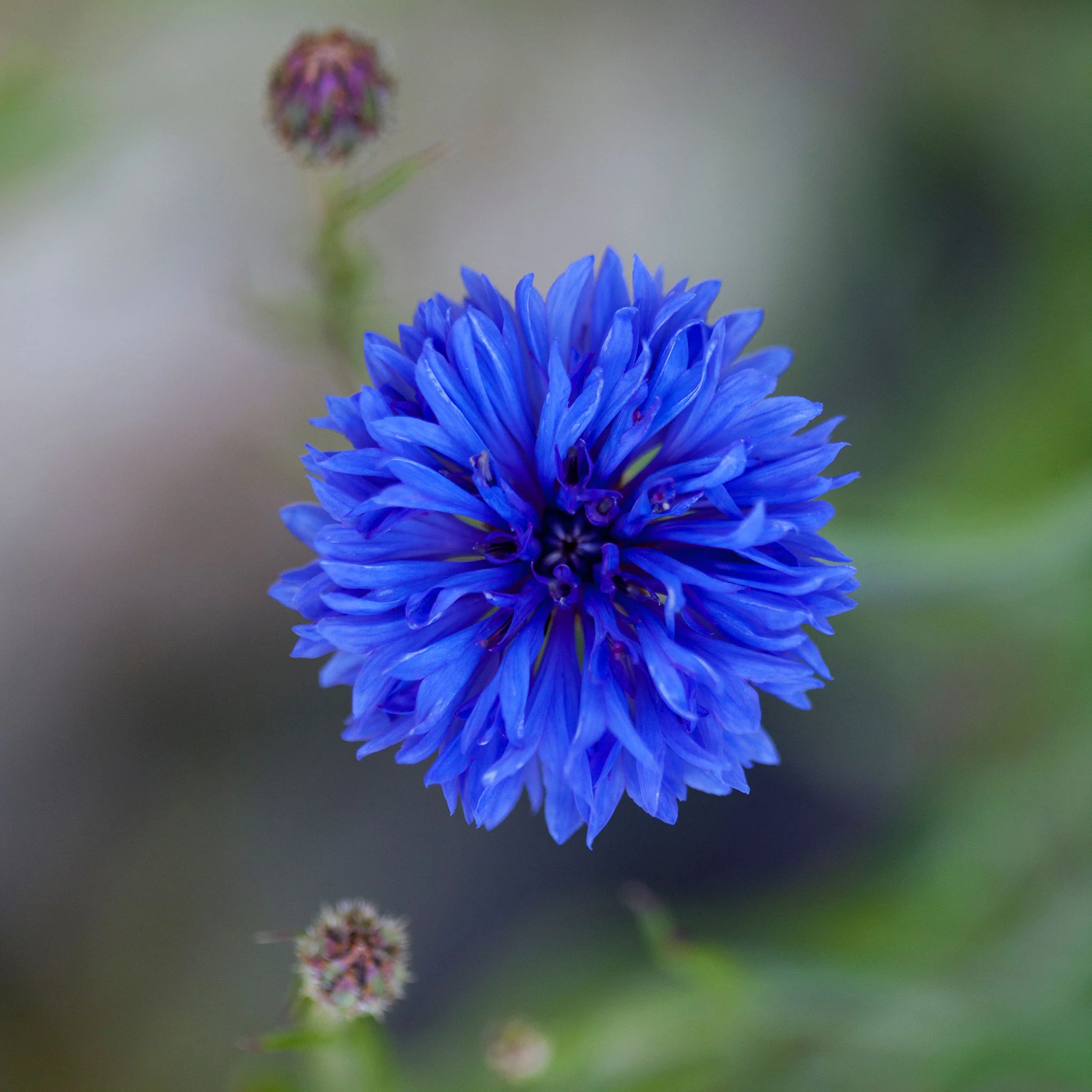 Cornflower / Bachelor Button Seeds