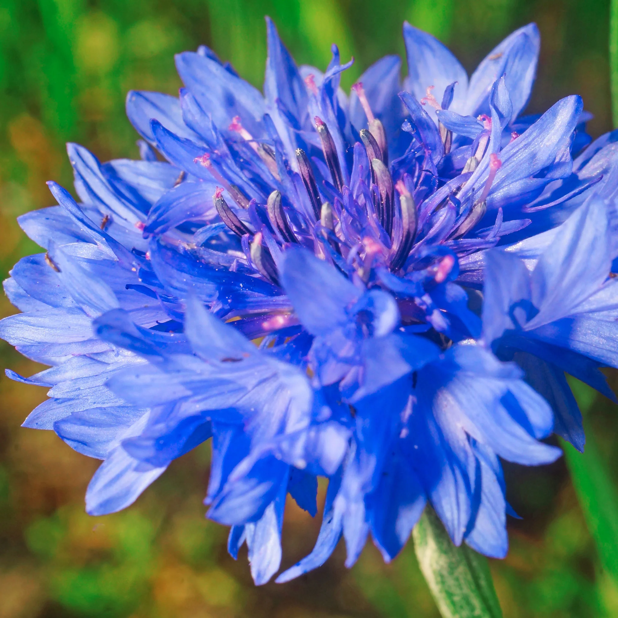 Cornflower / Bachelor Button Seeds