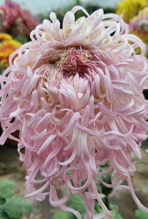Rare  Large Chrysanthemums Seeds