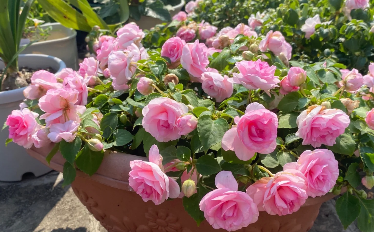 Mixed Color- Double Flower Impatiens Seeds - Mosquito and Snake Repellent Plants