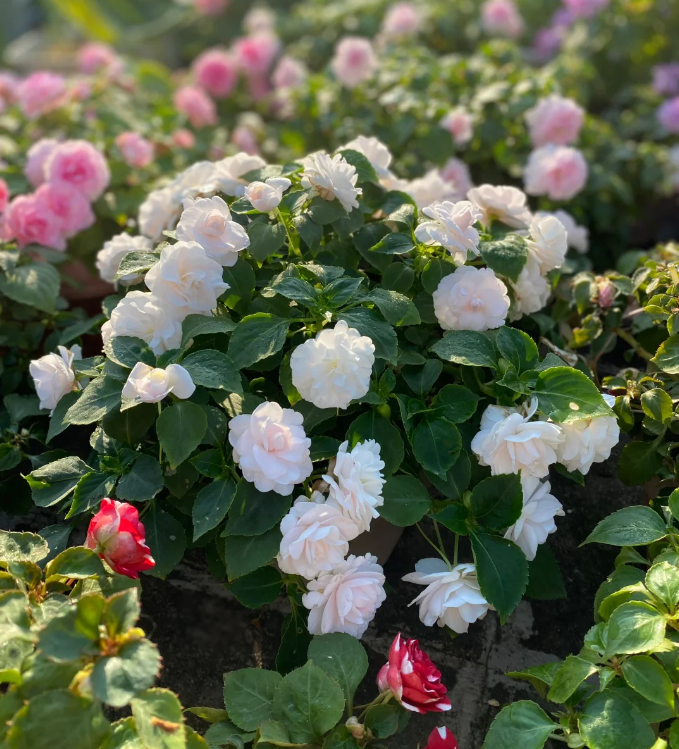 Mixed Color- Double Flower Impatiens Seeds - Mosquito and Snake Repellent Plants