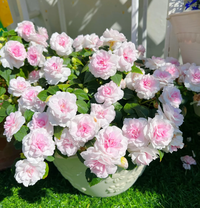 Mixed Color- Double Flower Impatiens Seeds - Mosquito and Snake Repellent Plants