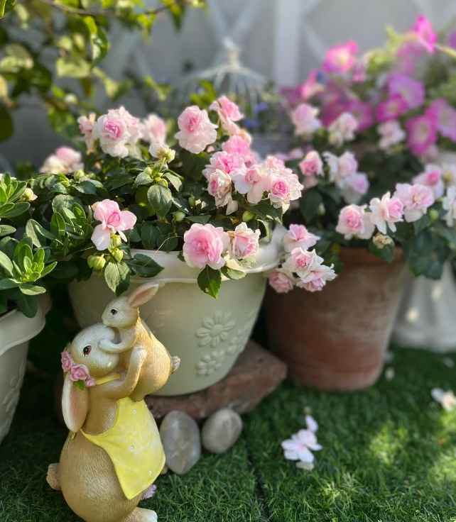 Mixed Color- Double Flower Impatiens Seeds - Mosquito and Snake Repellent Plants