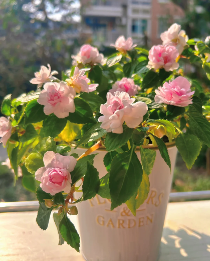 Mixed Color- Double Flower Impatiens Seeds - Mosquito and Snake Repellent Plants