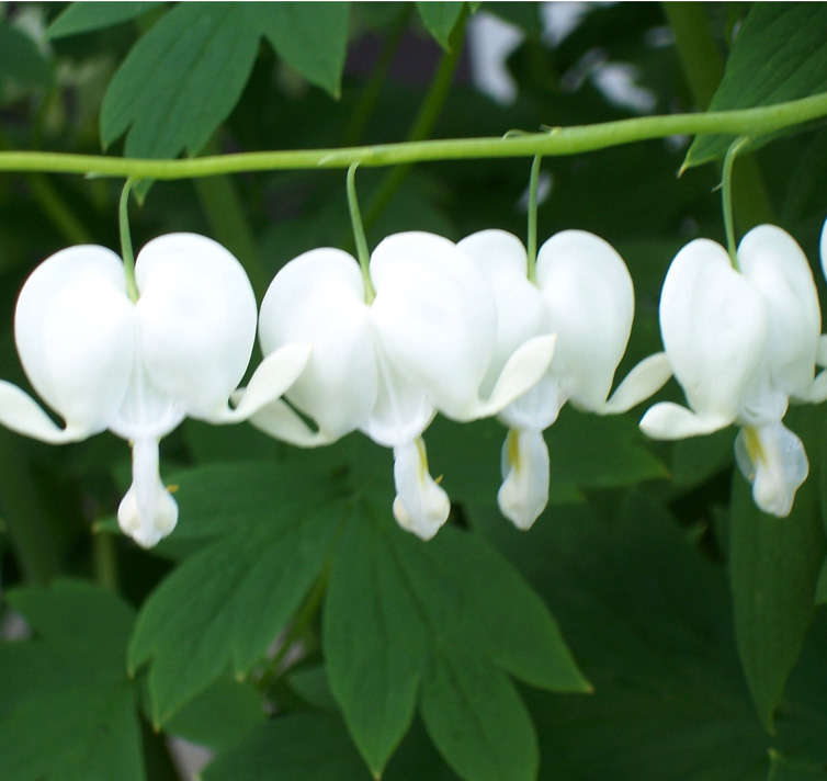 Blessing Heart Seeds-Spring Flowers