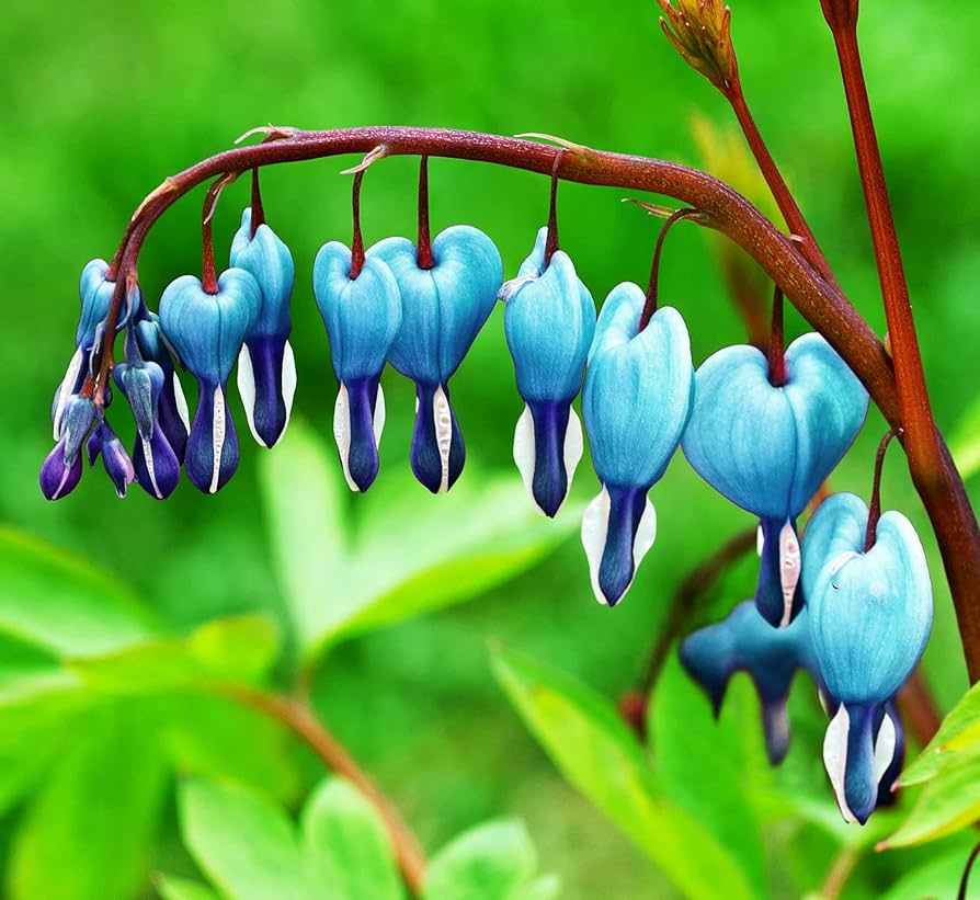 Blessing Heart Seeds-Spring Flowers